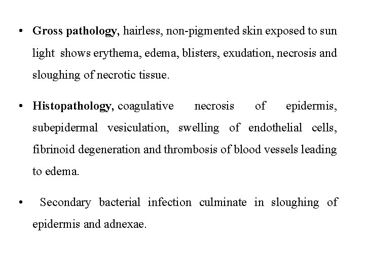  • Gross pathology, hairless, non-pigmented skin exposed to sun light shows erythema, edema,