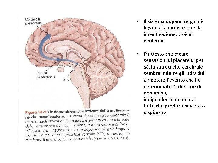  • Il sistema dopaminergico è legato alla motivazione da incentivazione, cioè al «volere»