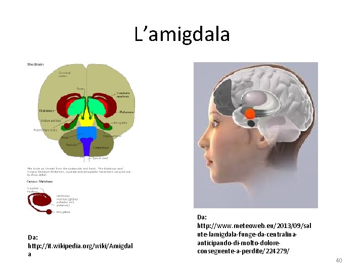 L’amigdala Da: http: //it. wikipedia. org/wiki/Amigdal a Da: http: //www. meteoweb. eu/2013/09/sal ute-lamigdala-funge-da-centralinaanticipando-di-molto-doloreconseguente-a-perdite/224279/ 40