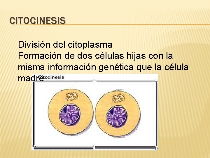 CITOCINESIS División del citoplasma Formación de dos células hijas con la misma información genética