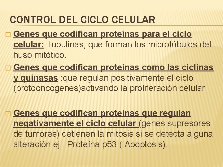 CONTROL DEL CICLO CELULAR Genes que codifican proteínas para el ciclo celular: tubulinas, que