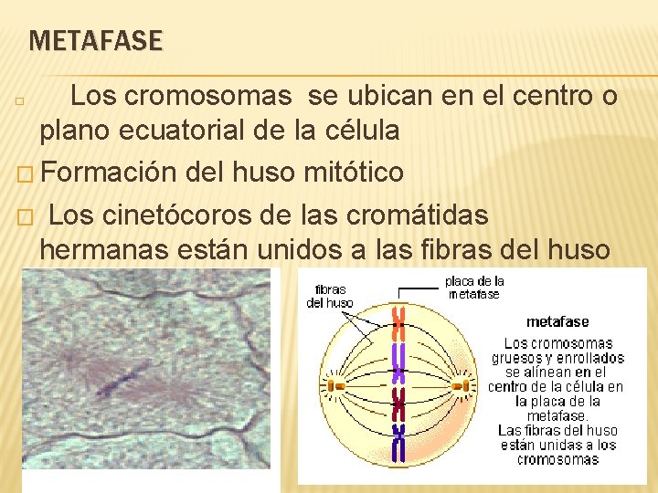 METAFASE Los cromosomas se ubican en el centro o plano ecuatorial de la célula