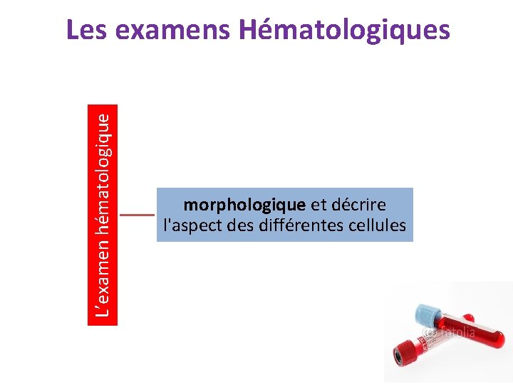 L’examen hématologique Les examens Hématologiques morphologique et décrire l'aspect des différentes cellules 