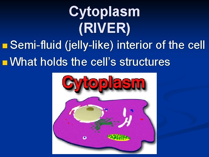 Cytoplasm (RIVER) n Semi-fluid (jelly-like) interior of the cell n What holds the cell’s