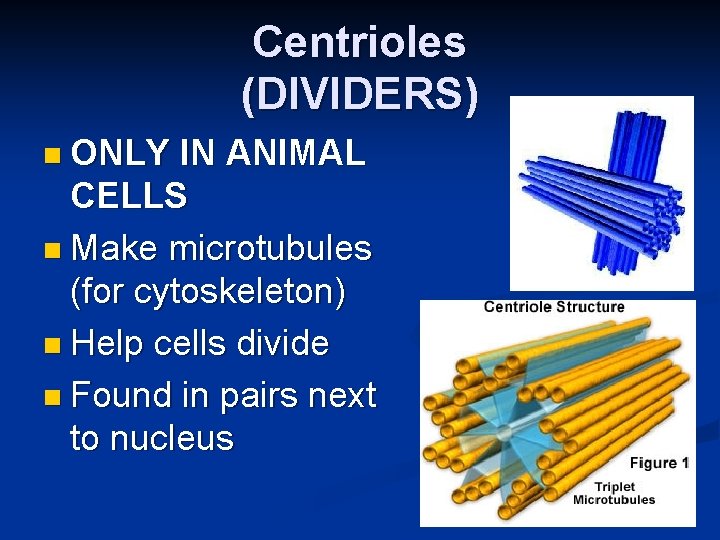 Centrioles (DIVIDERS) n ONLY IN ANIMAL CELLS n Make microtubules (for cytoskeleton) n Help