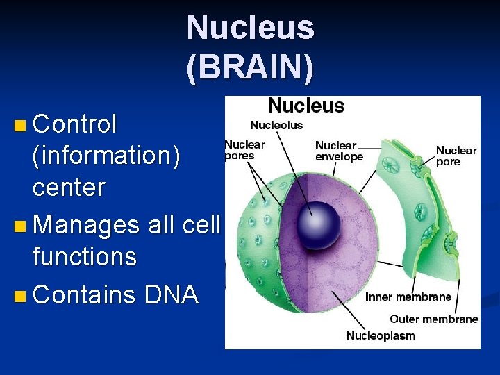 Nucleus (BRAIN) n Control (information) center n Manages all cell functions n Contains DNA