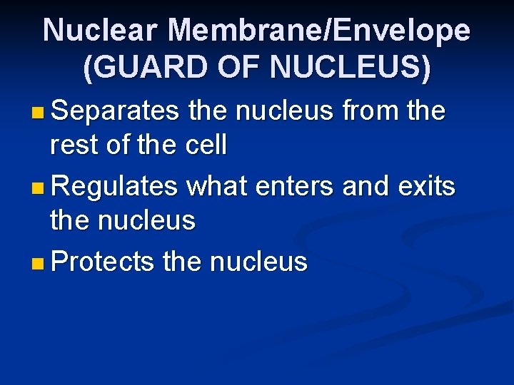 Nuclear Membrane/Envelope (GUARD OF NUCLEUS) n Separates the nucleus from the rest of the