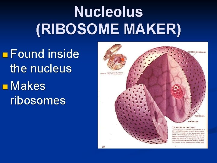 Nucleolus (RIBOSOME MAKER) n Found inside the nucleus n Makes ribosomes 