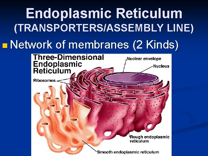 Endoplasmic Reticulum (TRANSPORTERS/ASSEMBLY LINE) n Network of membranes (2 Kinds) 