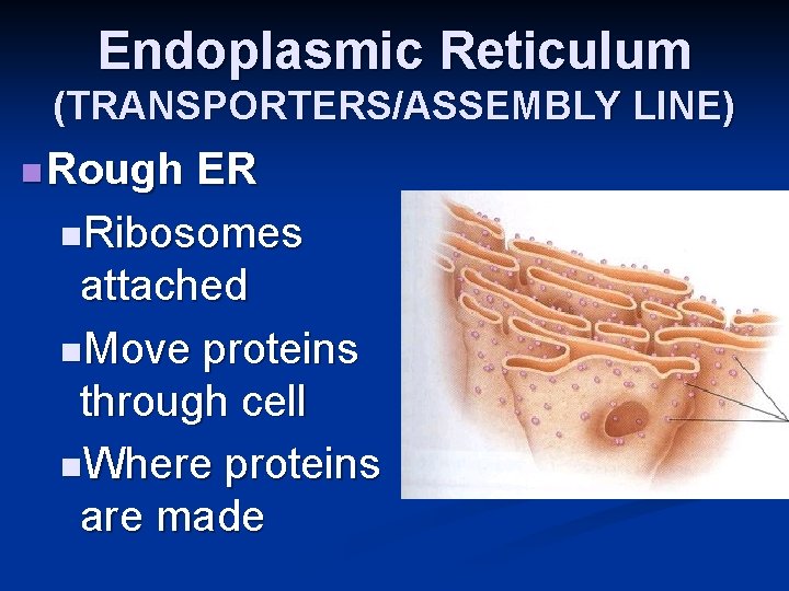 Endoplasmic Reticulum (TRANSPORTERS/ASSEMBLY LINE) n Rough ER n. Ribosomes attached n. Move proteins through
