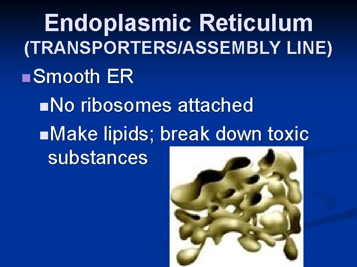 Endoplasmic Reticulum (TRANSPORTERS/ASSEMBLY LINE) n Smooth ER n. No ribosomes attached n. Make lipids;