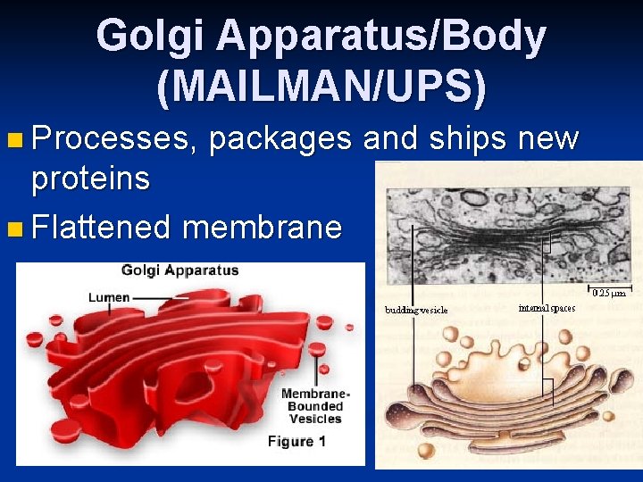 Golgi Apparatus/Body (MAILMAN/UPS) n Processes, packages and ships new proteins n Flattened membrane 