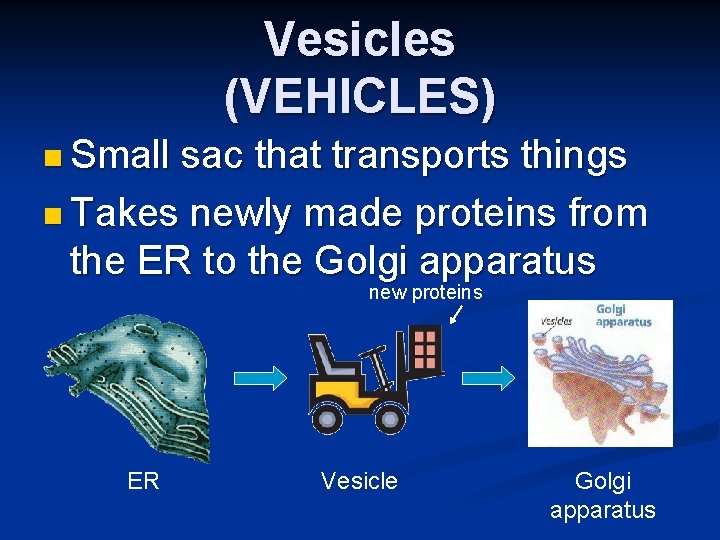 Vesicles (VEHICLES) n Small sac that transports things n Takes newly made proteins from