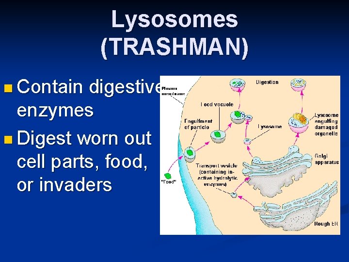 Lysosomes (TRASHMAN) n Contain digestive enzymes n Digest worn out cell parts, food, or
