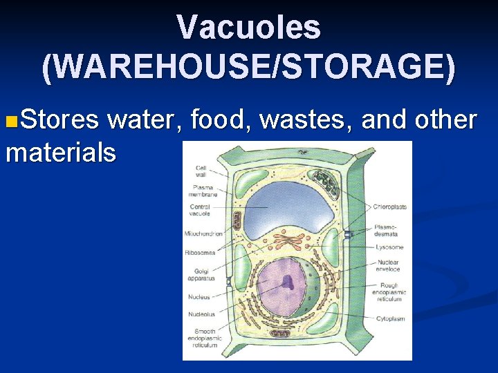 Vacuoles (WAREHOUSE/STORAGE) n. Stores water, food, wastes, and other materials 