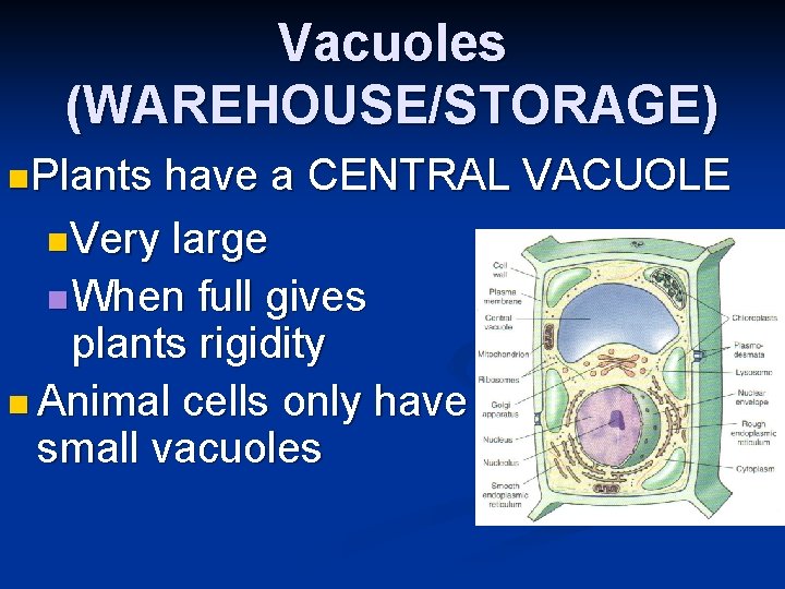 Vacuoles (WAREHOUSE/STORAGE) n. Plants have a CENTRAL VACUOLE n. Very large n When full