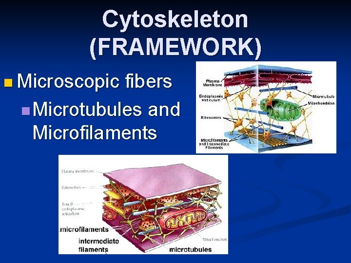 Cytoskeleton (FRAMEWORK) n Microscopic fibers n Microtubules and Microfilaments 