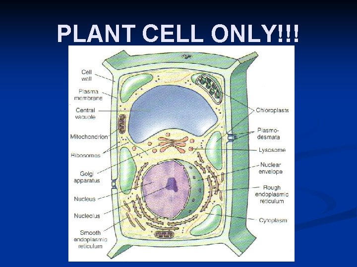 PLANT CELL ONLY!!! 
