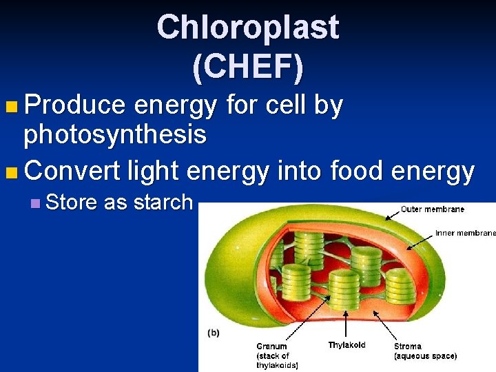Chloroplast (CHEF) n Produce energy for cell by photosynthesis n Convert light energy into