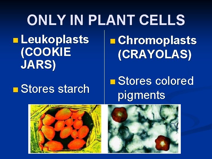 ONLY IN PLANT CELLS n Leukoplasts (COOKIE JARS) n Stores starch n Chromoplasts (CRAYOLAS)