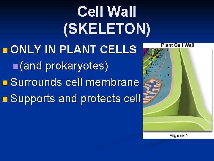 Cell Wall (SKELETON) n ONLY IN PLANT CELLS n (and prokaryotes) n Surrounds cell