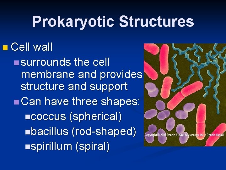 Prokaryotic Structures n Cell wall n surrounds the cell membrane and provides structure and