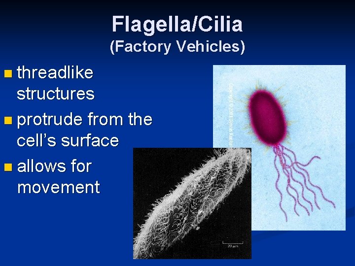 Flagella/Cilia (Factory Vehicles) n threadlike structures n protrude from the cell’s surface n allows