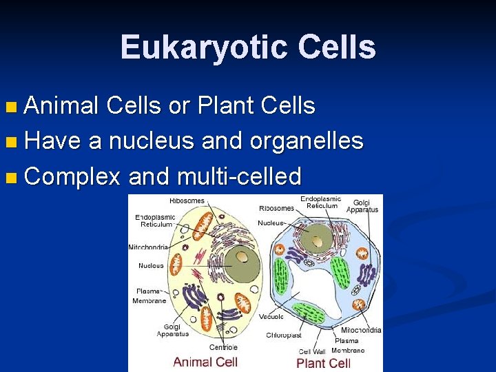 Eukaryotic Cells n Animal Cells or Plant Cells n Have a nucleus and organelles