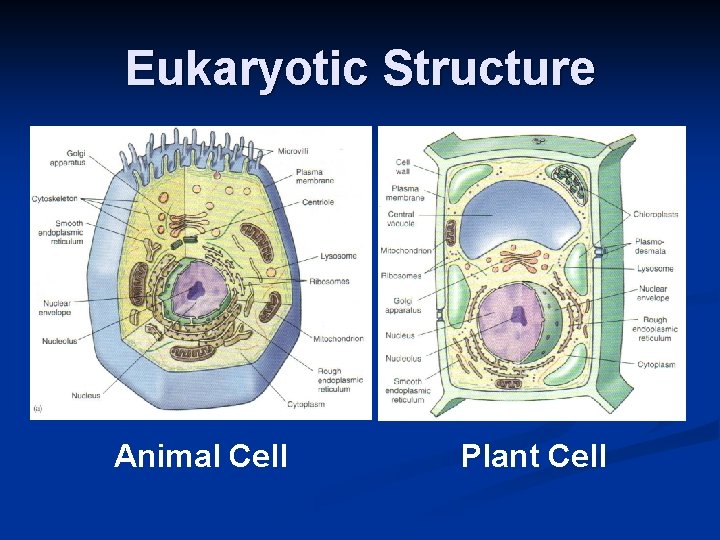 Eukaryotic Structure Animal Cell Plant Cell 