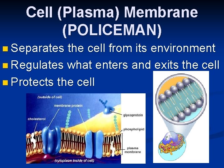 Cell (Plasma) Membrane (POLICEMAN) n Separates the cell from its environment n Regulates what