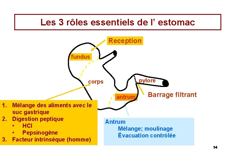 Les 3 rôles essentiels de l’ estomac Reception fundus pylore corps antrum 1. Mélange