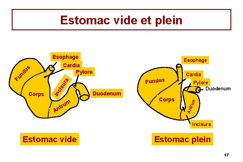 Estomac vide et plein Esophage um r Corps tru t An Duodenum Pylore Duodenum