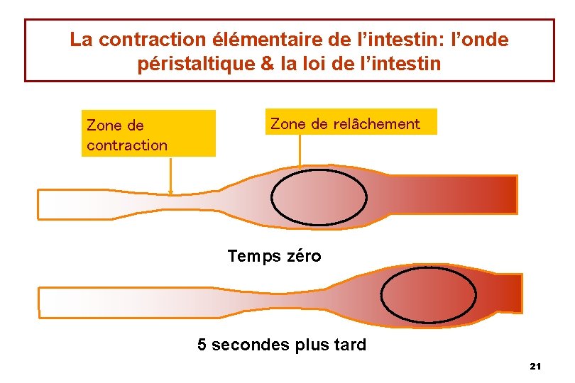 La contraction élémentaire de l’intestin: l’onde péristaltique & la loi de l’intestin Zone de