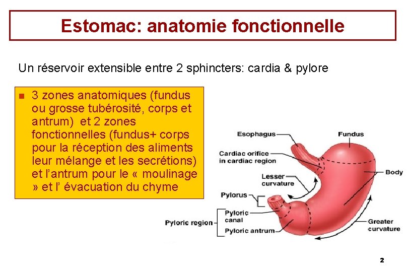 Estomac: anatomie fonctionnelle Un réservoir extensible entre 2 sphincters: cardia & pylore n 3