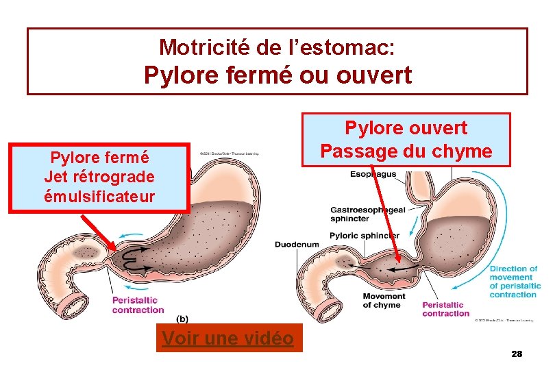 Motricité de l’estomac: Pylore fermé ou ouvert Pylore ouvert Passage du chyme Pylore fermé