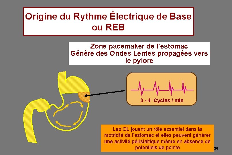 Origine du Rythme Électrique de Base ou REB Zone pacemaker de l’estomac Génère des