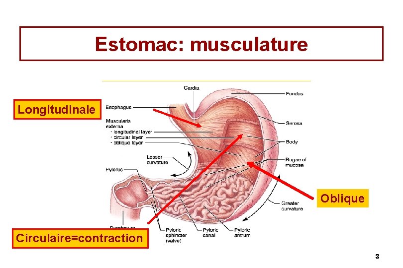 Estomac: musculature Longitudinale Oblique Circulaire=contraction 3 