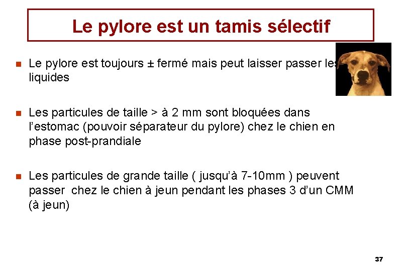 Le pylore est un tamis sélectif n Le pylore est toujours ± fermé mais