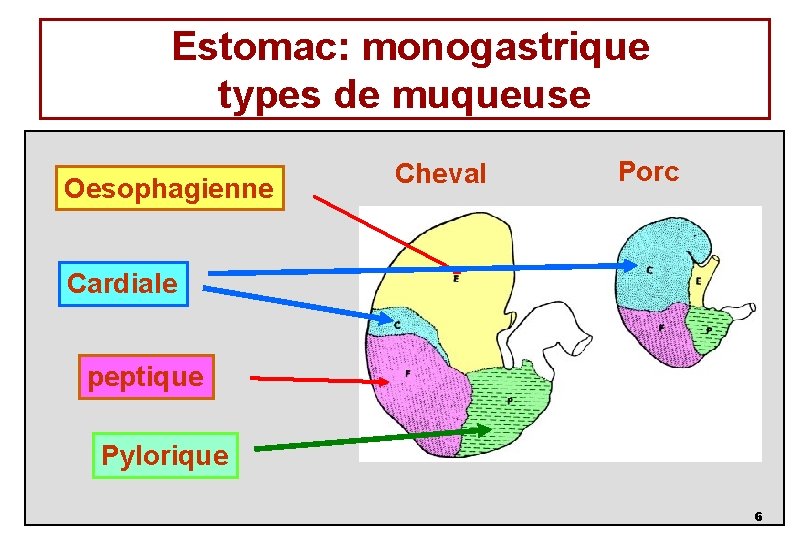 Estomac: monogastrique types de muqueuse Oesophagienne Cheval Porc Cardiale peptique Pylorique 6 
