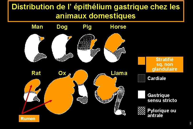 Distribution de l’ épithélium gastrique chez les animaux domestiques Man Rat Dog Ox Pig