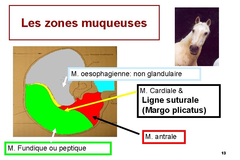 Les zones muqueuses M. oesophagienne: non glandulaire M. Cardiale & Ligne suturale (Margo plicatus)