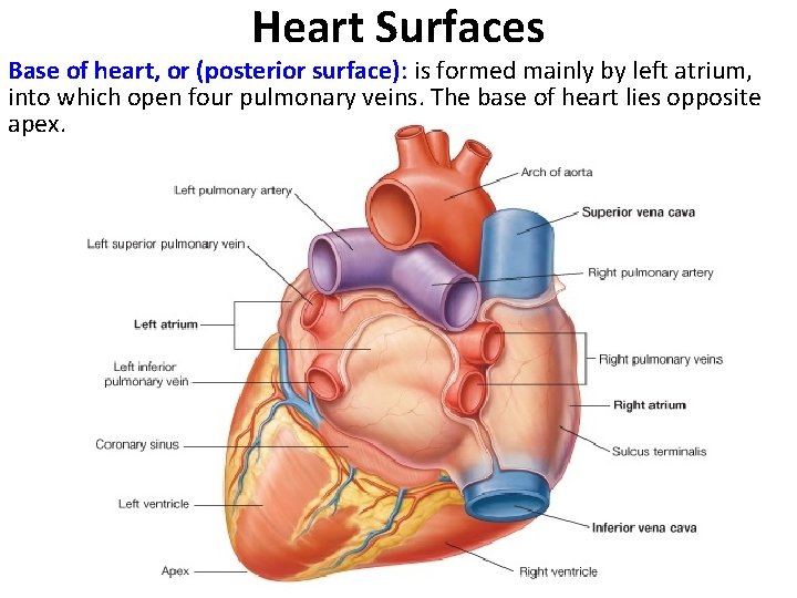 Heart Surfaces Base of heart, or (posterior surface): is formed mainly by left atrium,