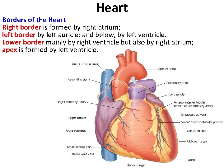 Heart Borders of the Heart Right border is formed by right atrium; left border