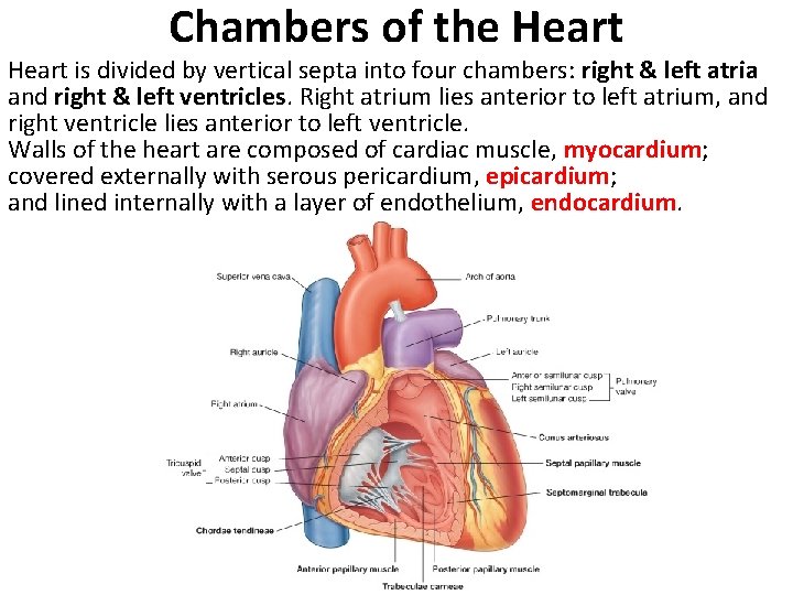 Chambers of the Heart is divided by vertical septa into four chambers: right &