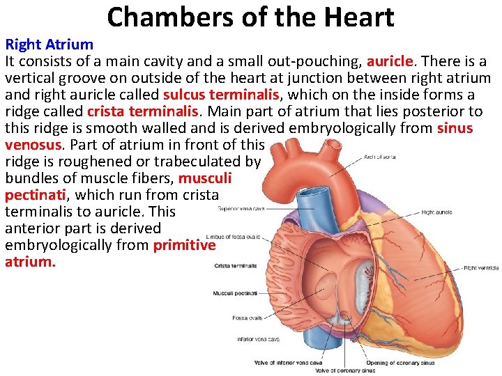 Chambers of the Heart Right Atrium It consists of a main cavity and a