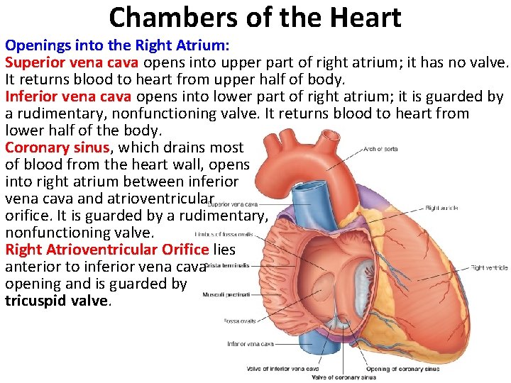 Chambers of the Heart Openings into the Right Atrium: Superior vena cava opens into