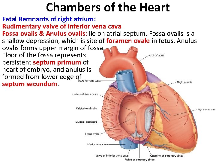 Chambers of the Heart Fetal Remnants of right atrium: Rudimentary valve of inferior vena