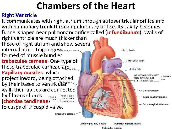 Chambers of the Heart Right Ventricle It communicates with right atrium through atrioventricular orifice