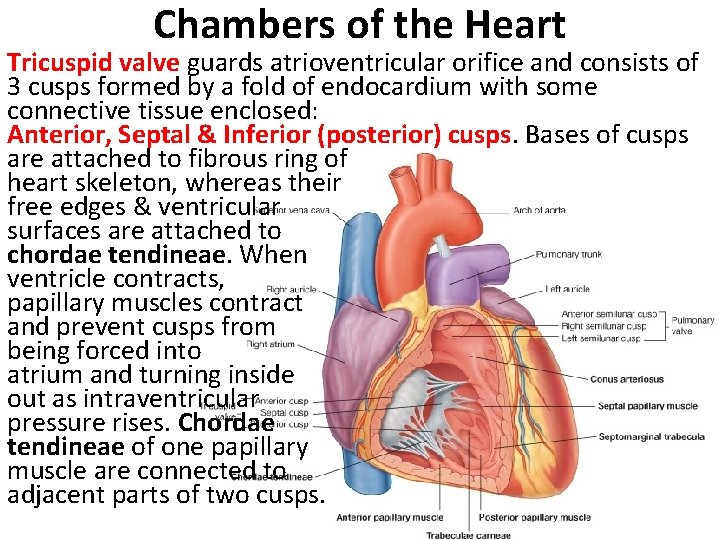 Chambers of the Heart Tricuspid valve guards atrioventricular orifice and consists of 3 cusps