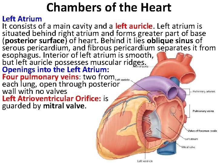 Chambers of the Heart Left Atrium It consists of a main cavity and a